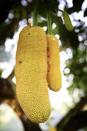 A different variant of jackfruit, this is the seasonal cempedak in Malaysia. A wasp was captured in...