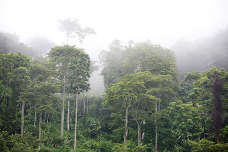 The raw energy of ancient rainforest in Malaysia.