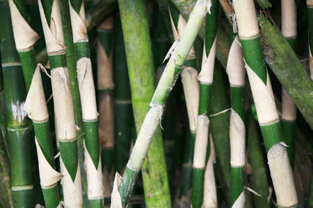 Wild growth of green bamboo, with focus on the middle one.の写真素材