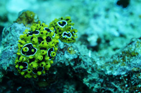 Spanish dancer, Phyllidia varicosa, shot underwater in Fiji.の写真素材