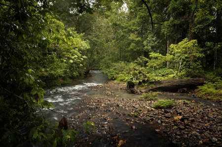 Small stream flowing through virgin rainforest in Sabah, Malaysia. This is  the oldest rainforest in the world, ageing 130 million years old. の写真素材