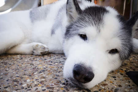A tame husky resting on the ground looking forward.の写真素材