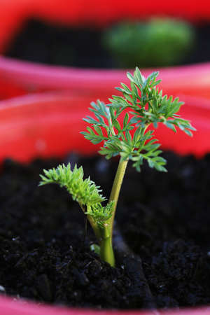 This is Daucus carota, also known as the common carrot plant.の写真素材