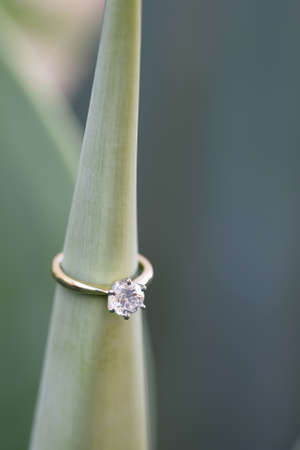 Solitaire diamond ring worn on a cactus plant. の写真素材