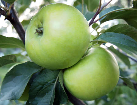 Two green apples hanging on a treeの写真素材