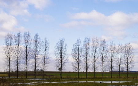 Birch standing in a line against the sky and fields