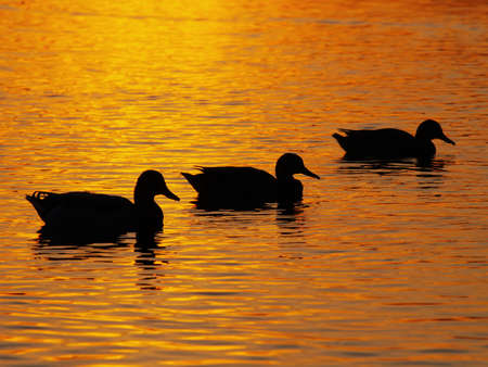 Three ducks on the lake, which reflects the sunset の写真素材
