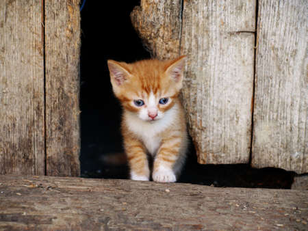 Small red kitten sitting next to a wooden plankの写真素材