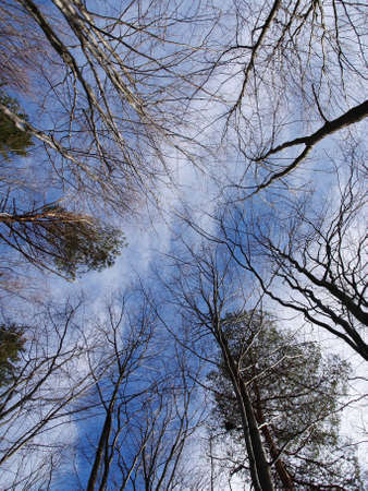 Winter forest - trees without leaves の写真素材