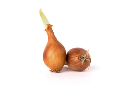 Two bulb onions, including one germinating の写真素材