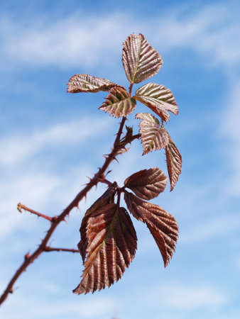 autumn leaves on a background of blue sky の写真素材