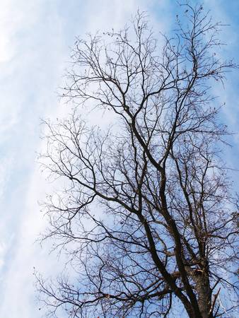 tree without leaves on a background of blue skyの写真素材