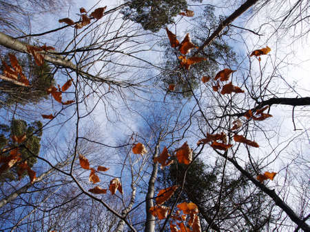 Autumn forestの写真素材