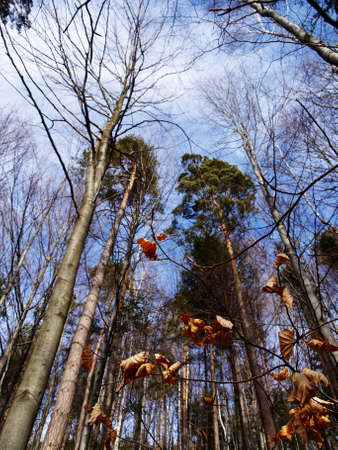 Amazing autumn forestの写真素材