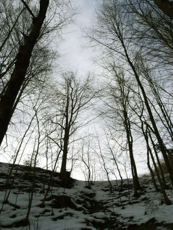 Dark winter forest in the eveningの写真素材