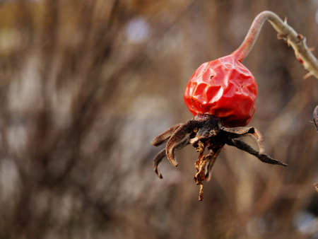 autumn rosehipの写真素材
