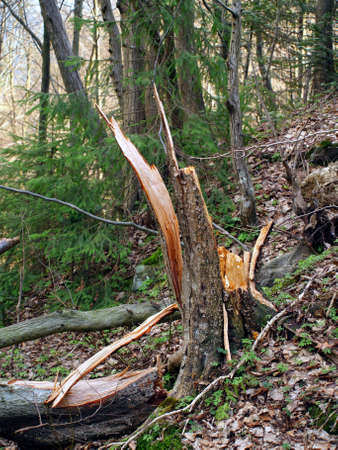 Broken tree trunk in the forestの写真素材