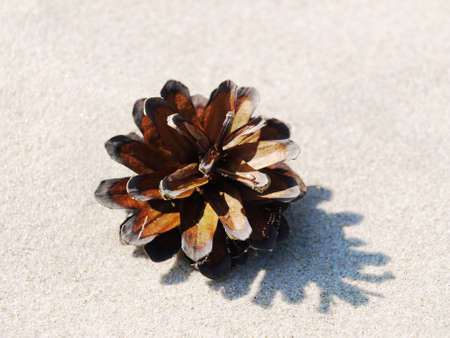 pinecone on a sand backgroundの写真素材