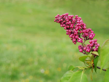 Pink lilac flower on a lush green spring backgroundの写真素材