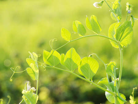 young leaves of peaの写真素材