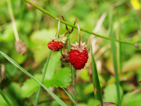 Two wild strawberries growing in the grass の写真素材
