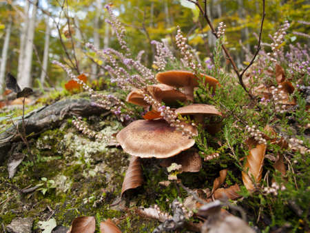 Heather and mushrooms in the forestの写真素材