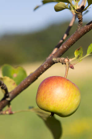 young apple on apple treeの写真素材