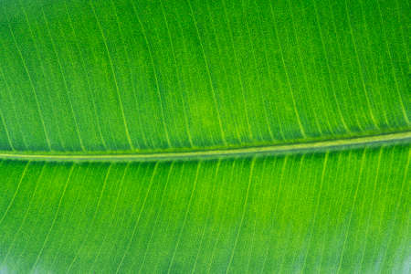 green leaf textureの写真素材