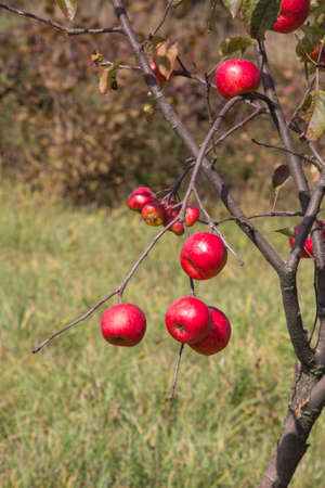 young red apples on apple treeの写真素材