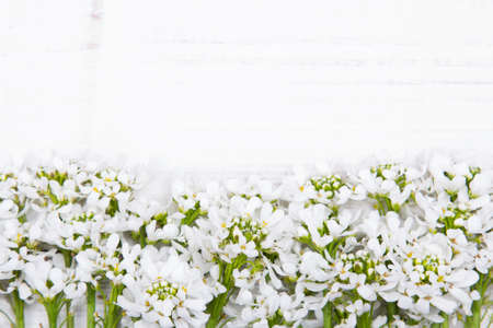 white flowers frame on white wooden backgroundの写真素材
