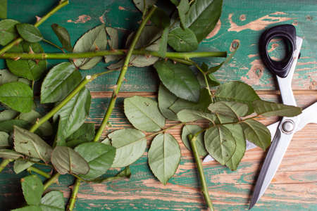 scissors and rose stalks on a wooden backgroundの写真素材