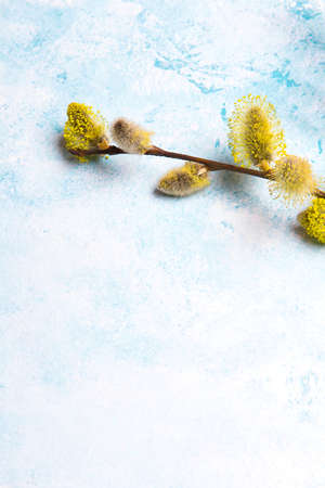 Simple Easter background with catkin twig. Pussy willow on blue pastel background, copy spaceの写真素材