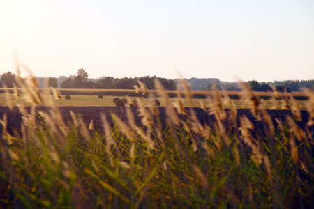Agricultural land in August  Grasses in the foreground is blurred because the wind was blowingの写真素材