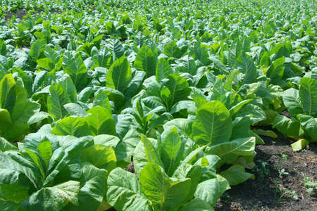 Green tobacco plants on a tobacco farm at the sunny early - summer dayの写真素材