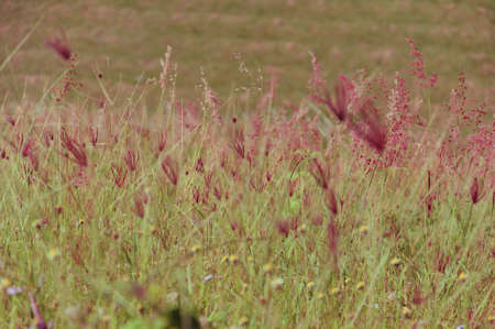 Grass flowerの写真素材