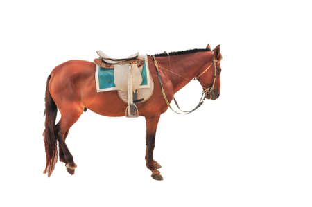 Beautiful brown horseの写真素材