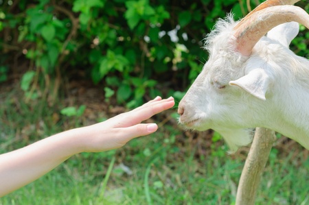 Beautiful goat in the famlandの写真素材