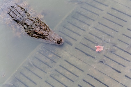 Crocdileの写真素材