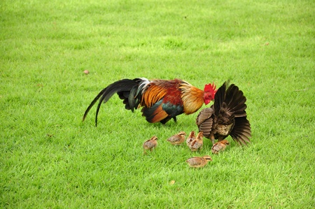 Beautiful hen and chicks walking in the parkの写真素材
