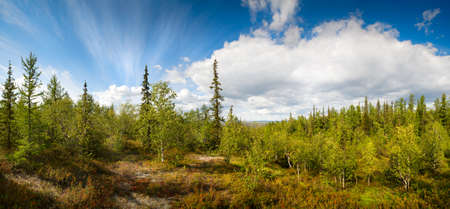 panorama of the northern landscape with birch and spruce on a background of white clouds and blue skyの写真素材