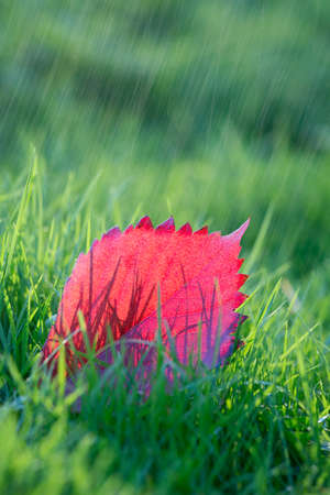 Red purple orange leaf on green grass.の写真素材