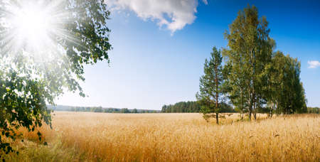 Wheat field at sunset.の写真素材