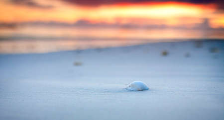 Shell on the beach at dawn. Blurry backgroundの写真素材