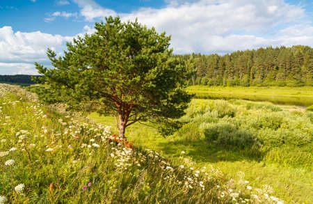A Single Tree Standing Alone with Blue Sky and Grassの写真素材