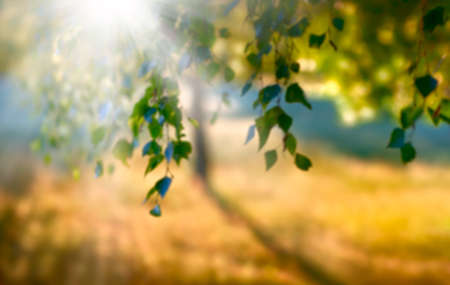 Blurred summer sun under a treeの写真素材
