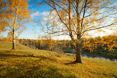 autumn landscape lonely birch on the background of the riverの写真素材