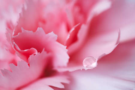 Macro Abstract of Rose Petalsの写真素材