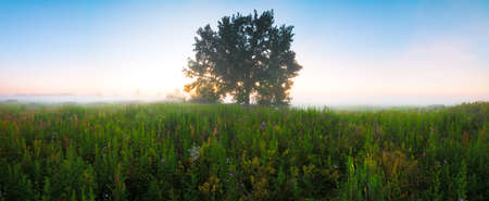 Panorama Landscape sunset with fog in a field with single oak tree and grassの写真素材