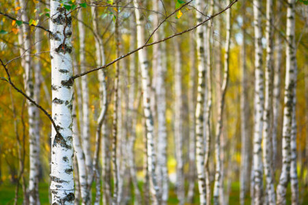 Blurred natural background birch with shallow depth of field