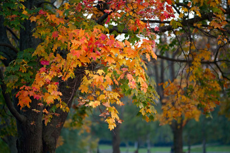 orange maple leaves with shallow depth of field.
